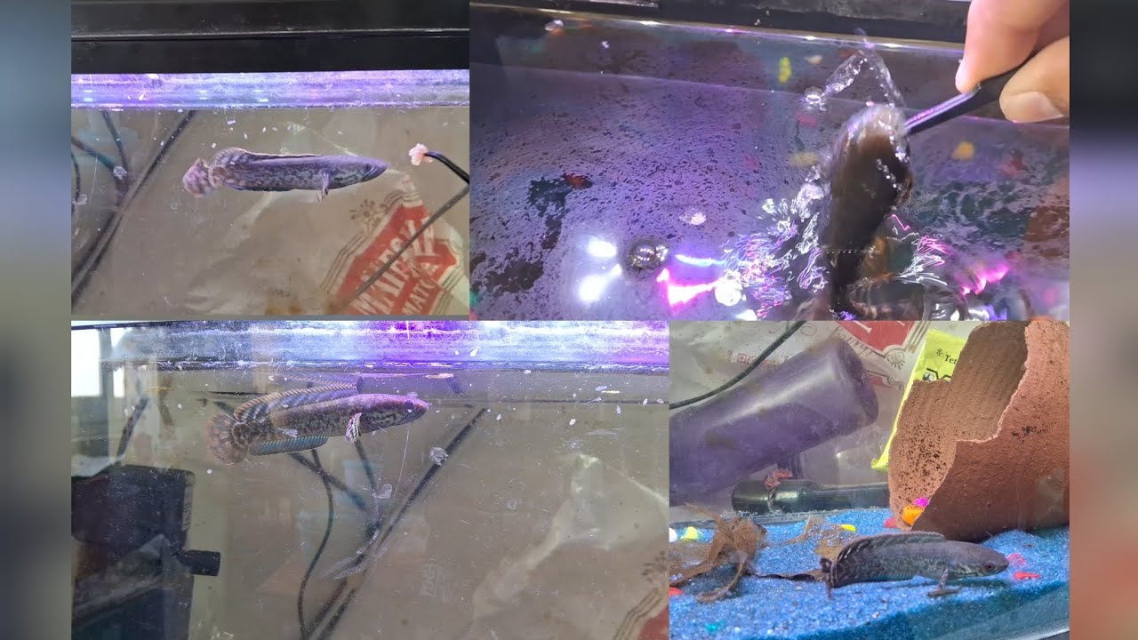 New channa fish leli 🥰