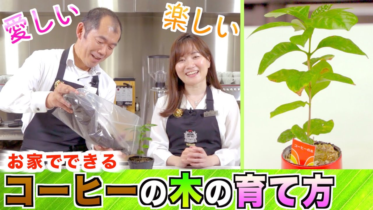 【プロが語る】安くて簡単！コーヒーの木の育て方について解説します！ | UCCコーヒーアカデミー