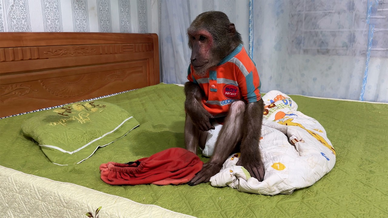 You Won’t Stop Laughing! Abu Gets Caught Wetting the Bed in This Funny Scene