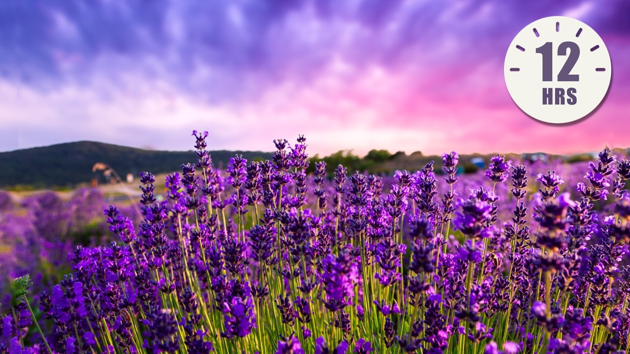 12 Hours of Relaxing Music - Piano Music for Stress Relief, Sleep Music, Meditation Music (Remy)