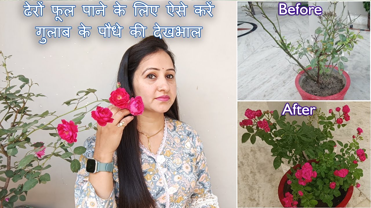 ढेरों फूल पाने के लिए ऐसे करें गुलाब के पौधे की देखभाल | Rose Plant Care for Heavy Flowering