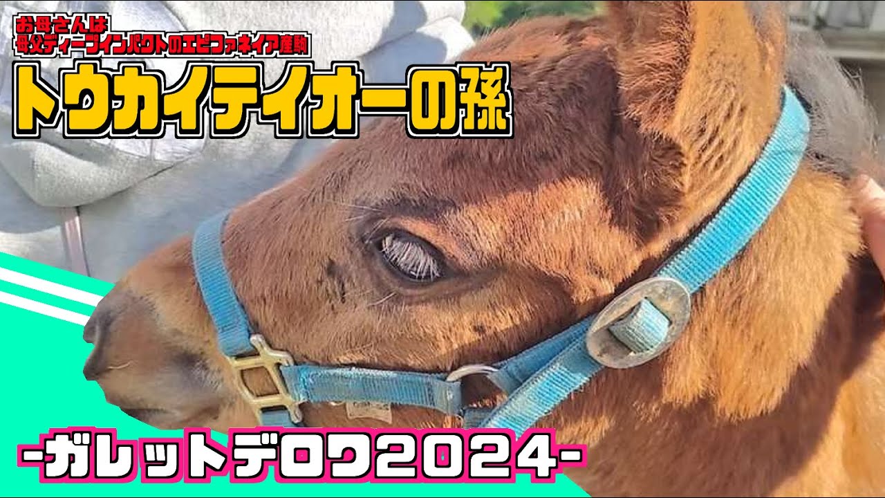 【ウエストブックステーブル】超甘えん坊の孫テイオー！？ガレットデロワの2024が産まれました！！【コミュ力の塊】