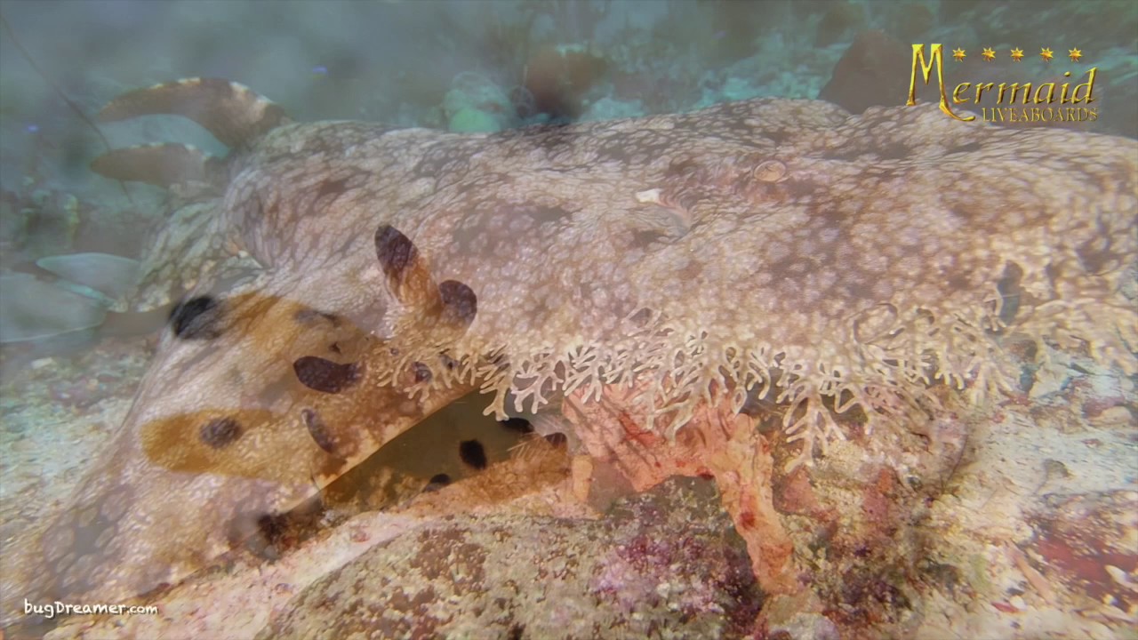 Mermaid I Raja Ampat Feb 15 - 24, 2017