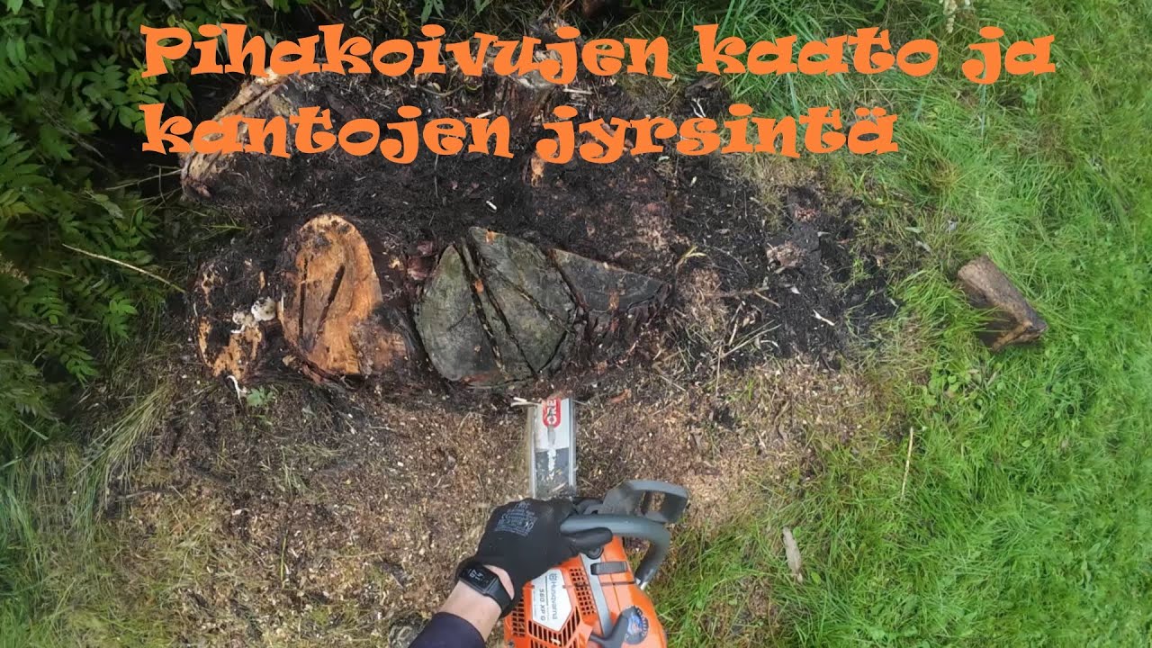 Pihakoivujen kaato ja kantojen jyrsintä