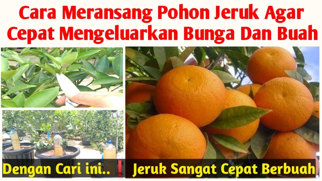 Cara Merangsang Pohon Jeruk Agar Cepat Berbuah , Cara Membuahkan Jeruk Sunkist
