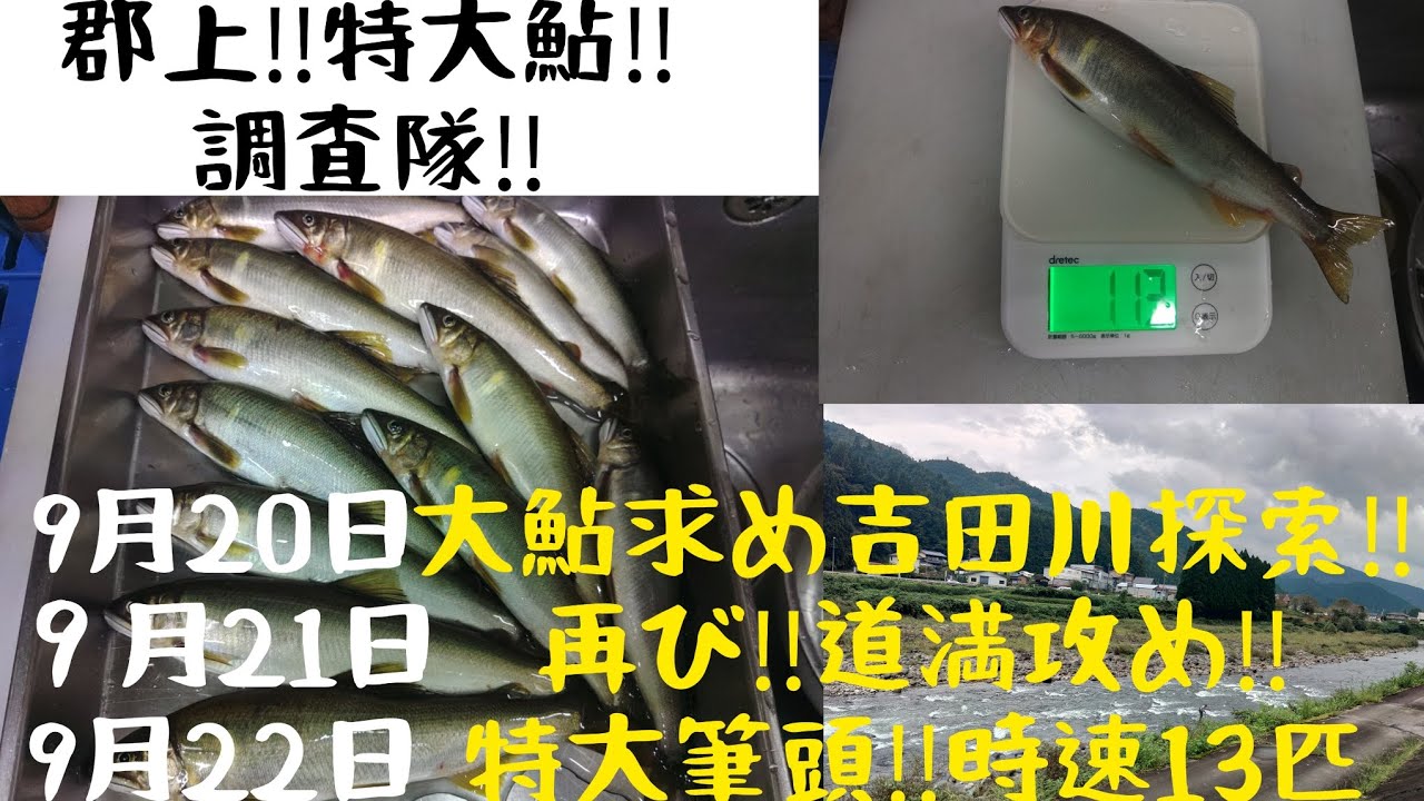 ９月20日大鮎求め‼️吉田川探索‼️9月21日再び‼️道満攻め‼️9月22日特大筆頭‼️時速13匹‼️