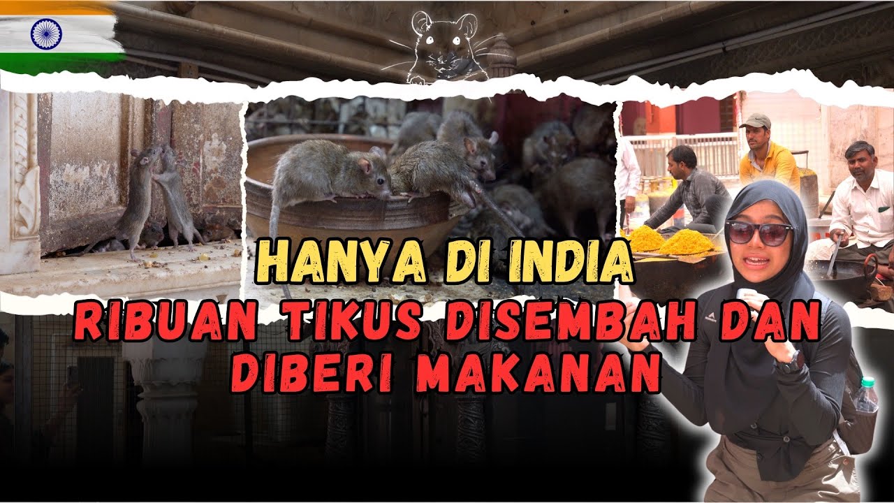 HANYA DI INDIA RIBUAN TIKUS DISEMBAH DAN DIBERI MAKANAN
