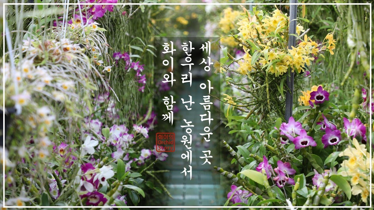 한우리 난 농원 / 덴드로비움 전문 농장 / 화이 오키드 스토리