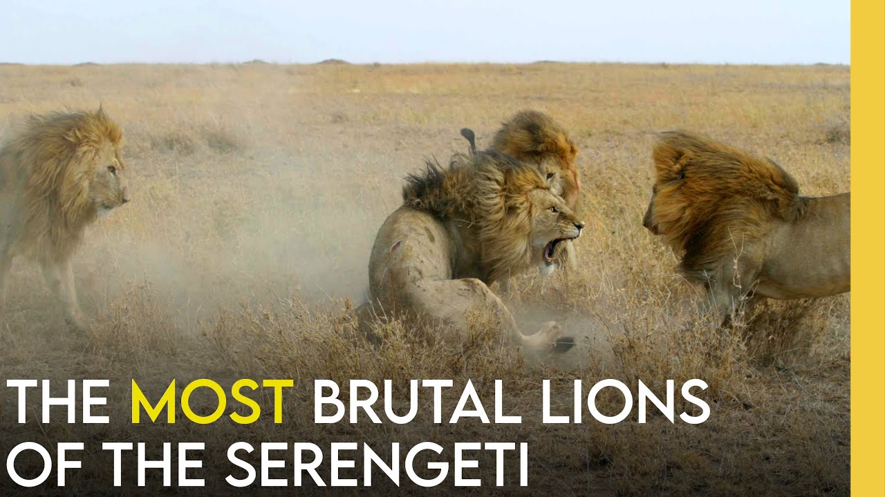 The Serengeti's Most Brutal Coalition of Lions | The Killers