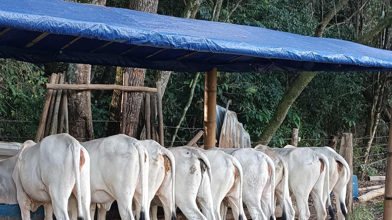 ESTRUTURA PARA COCHO FEITA DE BAMBU E LONA/#pecuária#gado #pecuarista #fazenda 