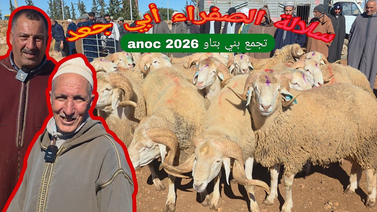  (تجمع ) ب بني بتاو أبي جعد لسلالة الصفراء بتاريخ (10.01.2026) anoc2026