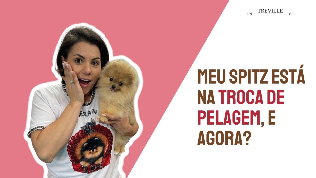 Meu Spitz Alemão está na Troca de Pelagem, e agora? #luludapomerania