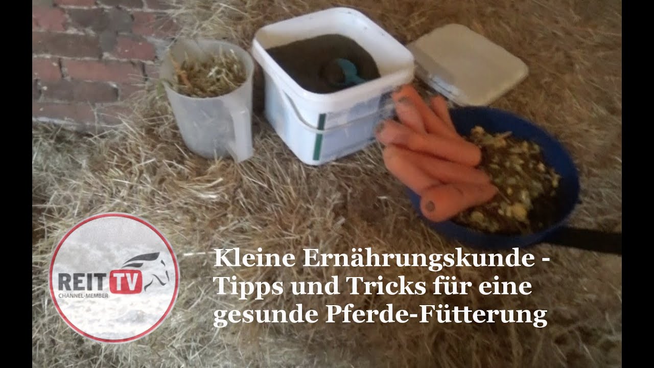 Kleine Ernährungskunde - Pferdefütterung leicht gemacht (Lucias Vlogs) REITTV
