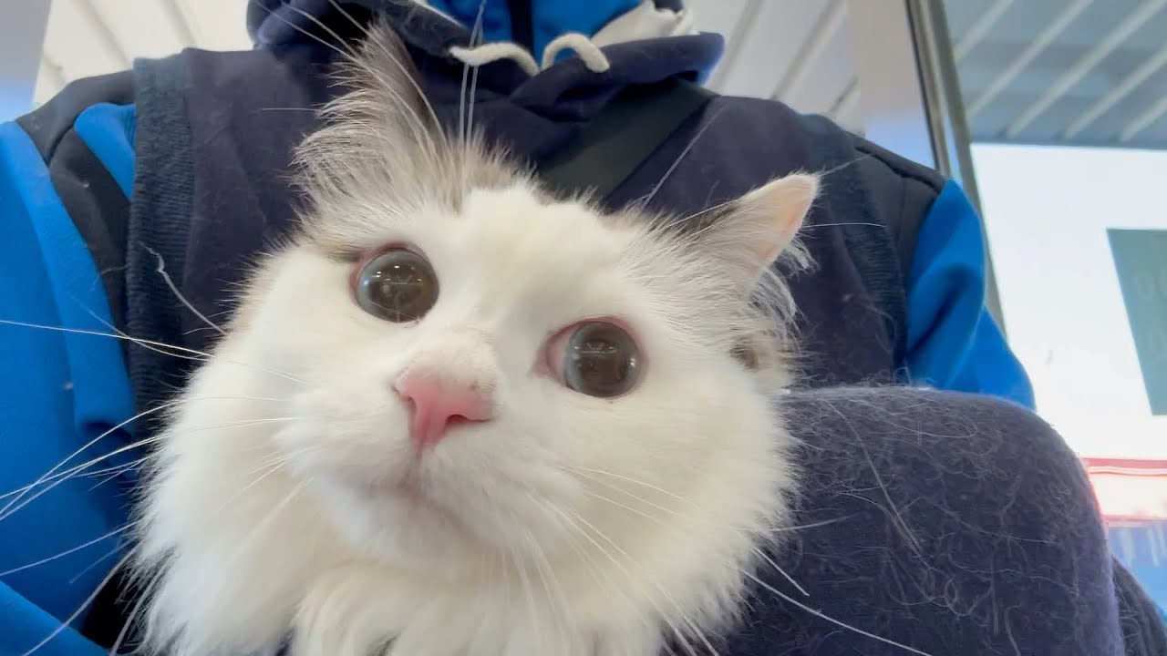 初めての徳島散歩で目が丸くなる猫すーちゃん