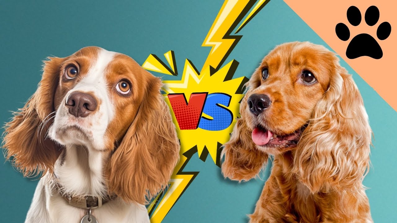 Beagle vs Cocker Spaniel