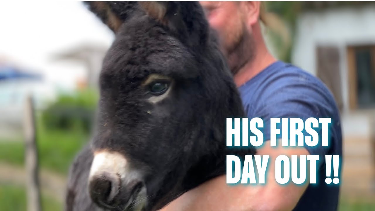 This Baby Donkey Stole Our Hearts&hellip; then 11 More Lives Followed