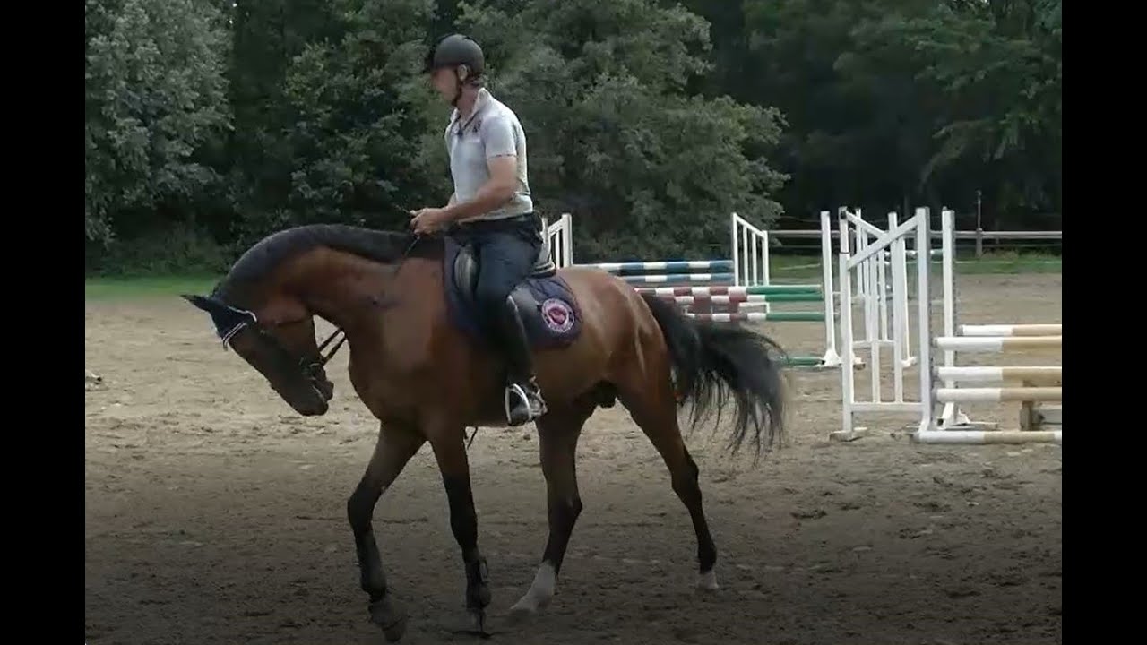 Equitazione online: i primi lavori sul salto con un giovane stallone di 4 anni