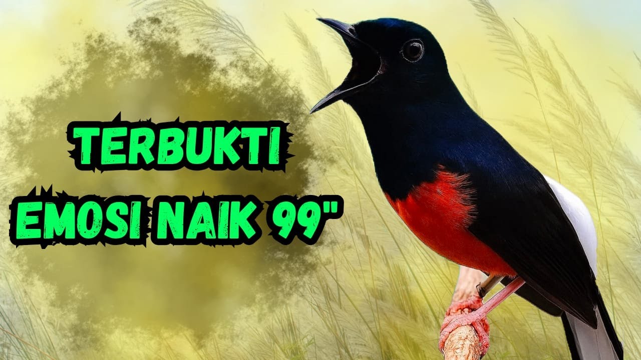 PANCINGAN MURAI BATU GACOR AMPUH BUAT PANCINGAN MURAI BATU SEKALI DENGAR LANGSUNG CEPAT BUNYI