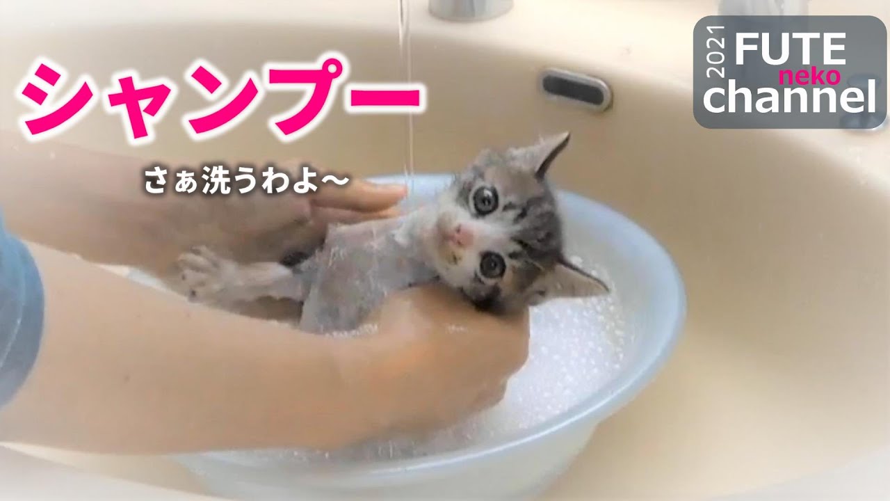 保護した子猫の初めてのシャンプー。頑張れ～　リンゴ箱の猫+3【保護子猫】