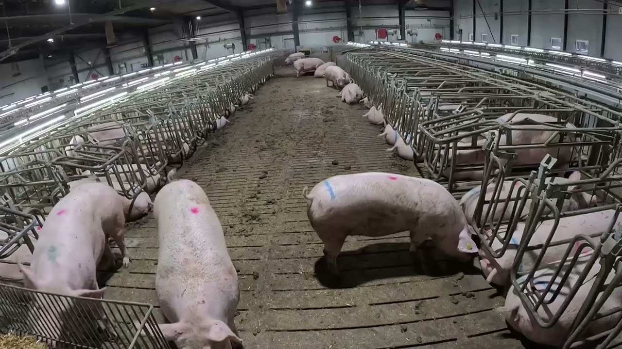 En arbejdsdag i GRISE STALDEN 64🐖 - 