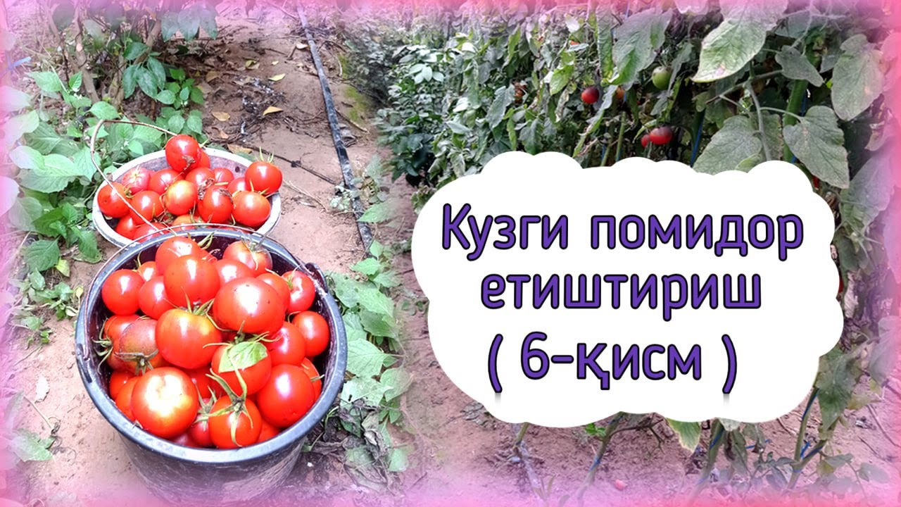Кузги помидор етиштириш: якун (6-қисм)