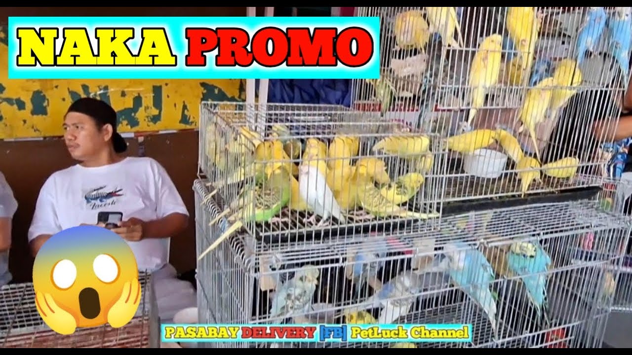 LOVEBIRDS SUPER SALE SA HULONG DUHAT MALABON