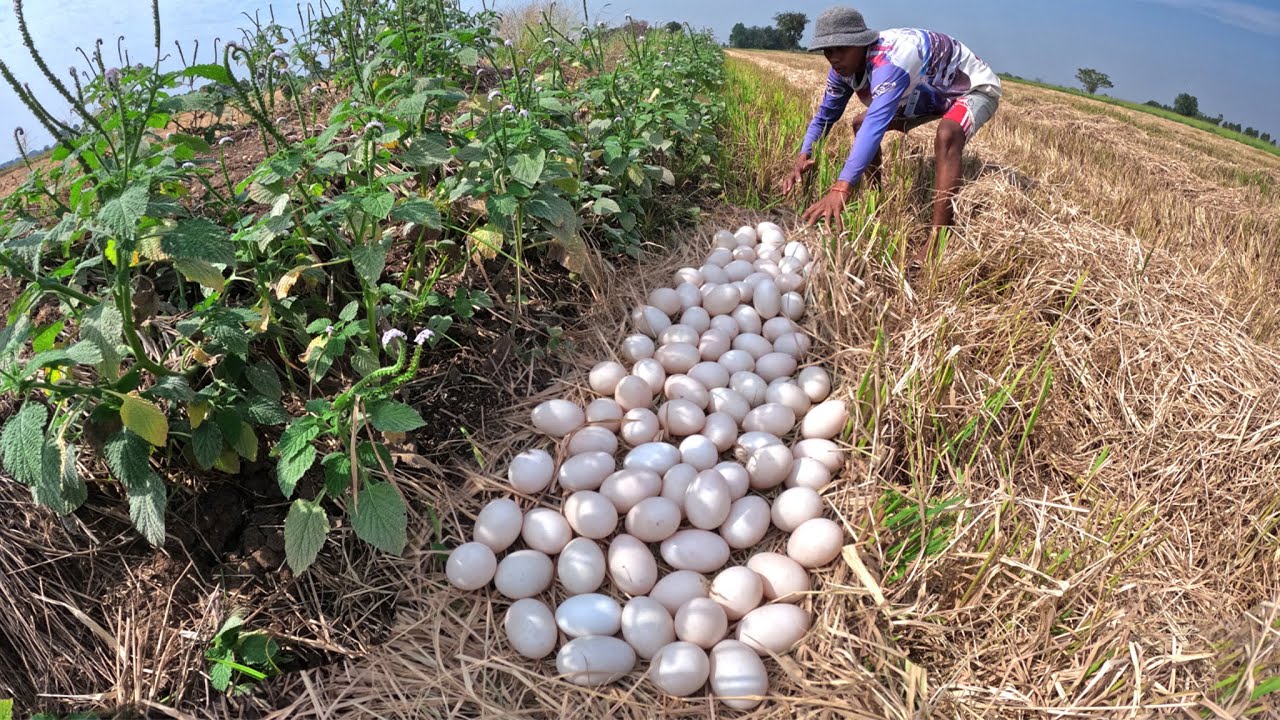 Top Video Amazing - A man pick a lot of duck eggs in rice field by lucky hand