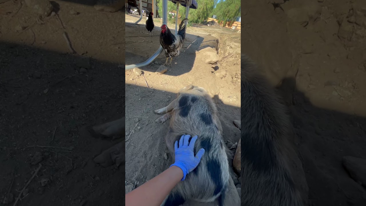 Kono the Juliana pig loves belly scratches