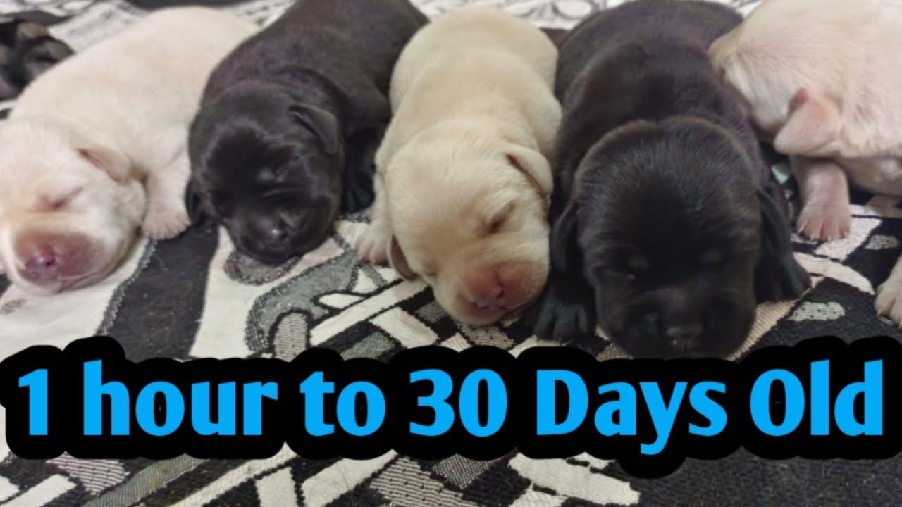 Labrador Puppies Growing From 1 hour to 21 days Timelapse / लेब्राडोर पप्पी की वृद्धि 1 से 21 दिन