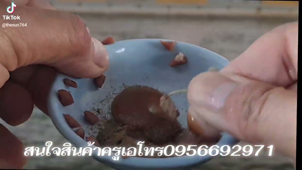 การตกกุ้งนกแก้ว