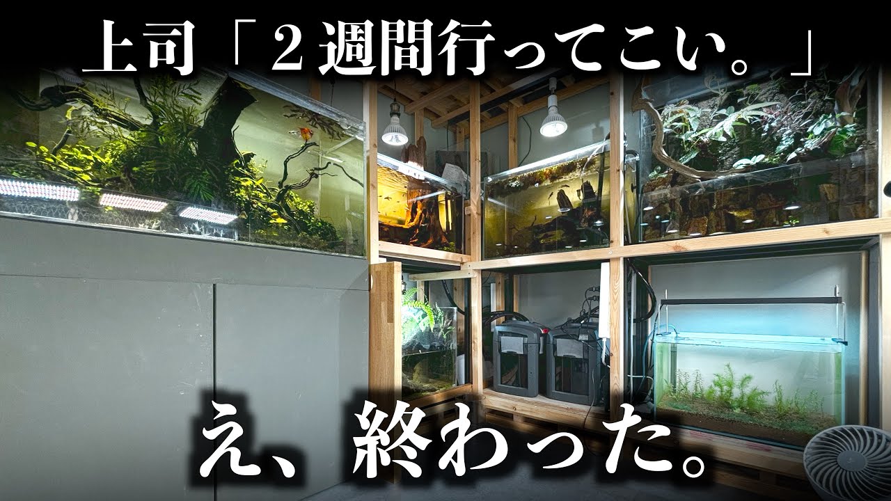 【悲報】まさかの２週間…水槽と植物をどうすれば乗り切れるのか。
