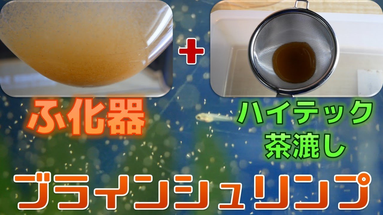 【ブラインシュリンプふ化器】ブラインを漉す時は、もうこれで良い！ふ化器も濾し器もハイテックだぜ！【ふぶきテトラ】