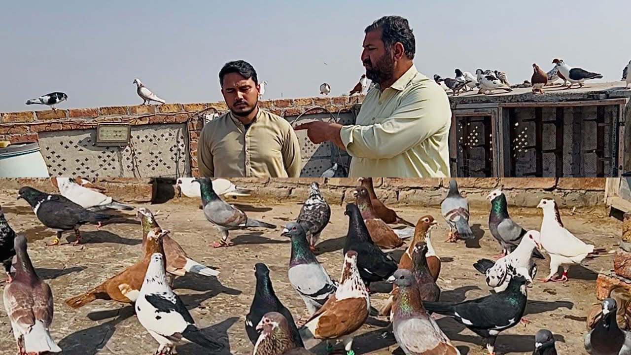 Aj hum ga ye tha 🥰kabuter le ne fighter 85 kabuter le ye ha| Mashallah kabuter bohat acha ha |#bird 