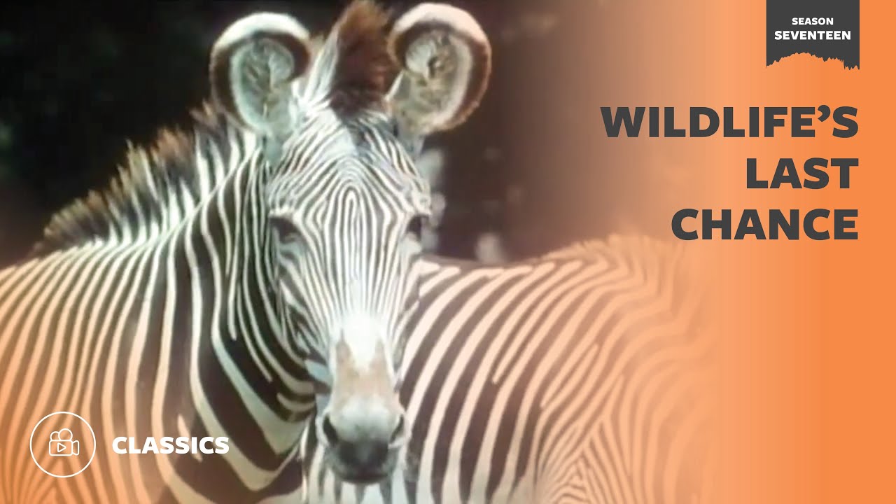 Wildlife's Last Chance | Mutual of Omaha's Wild Kingdom