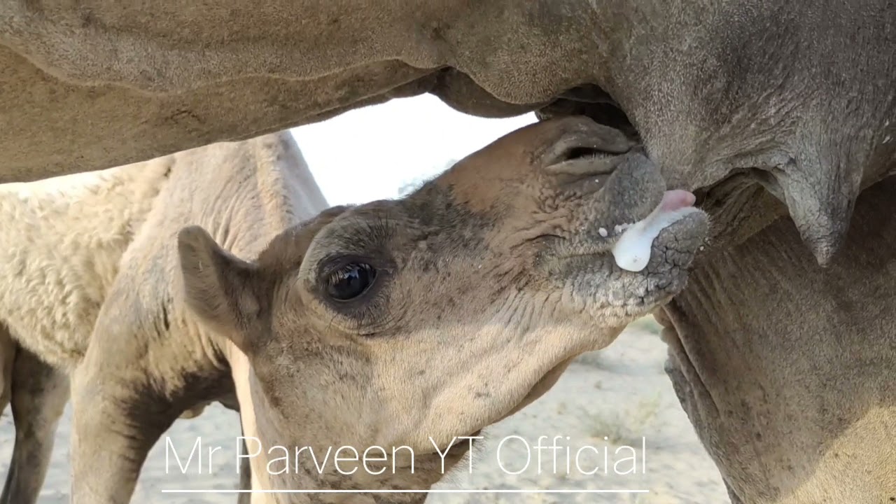Camel Feeding Milk To Baby Camel || Camel milk || Milk benefits ||