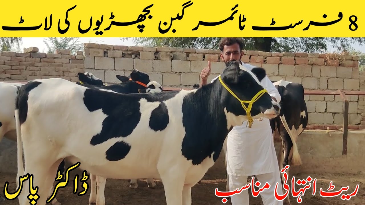 Masha Allah friends, today's most beautiful lot, a golden opportunity to build a dairy farm with ...