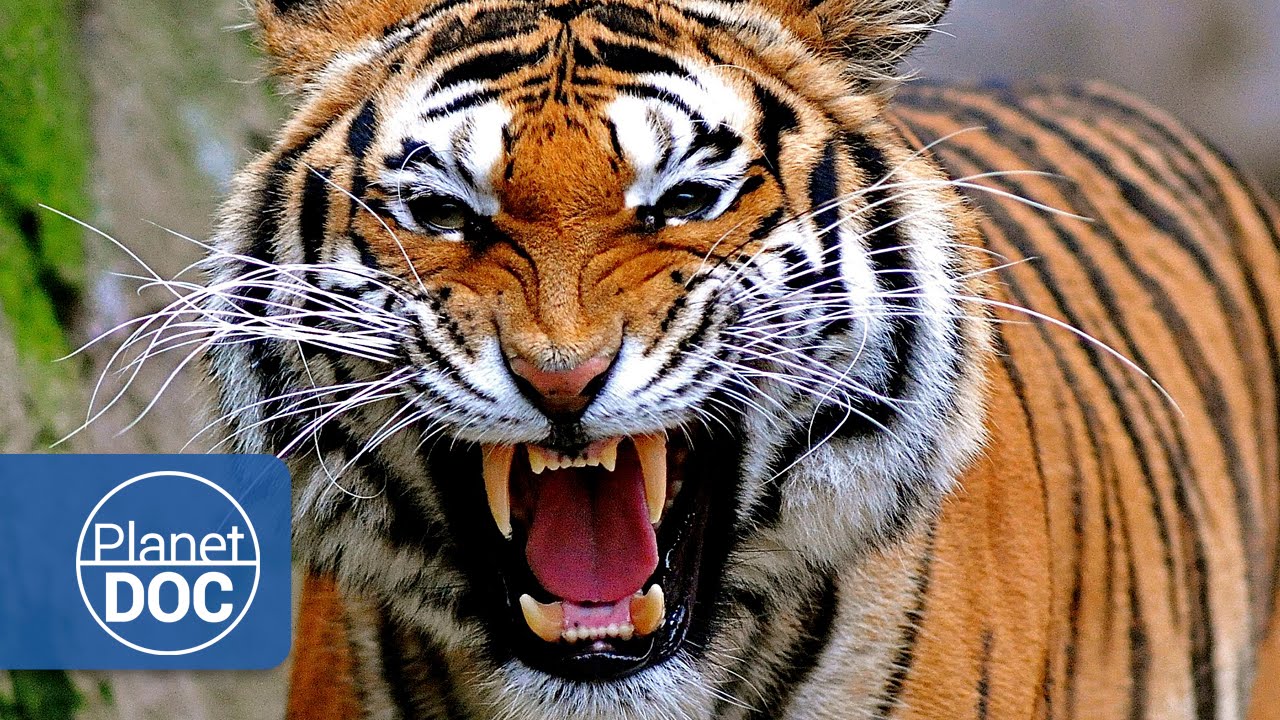 Tigres y Hombres. Guerra Mortal | Documental en Espa&ntilde;ol
