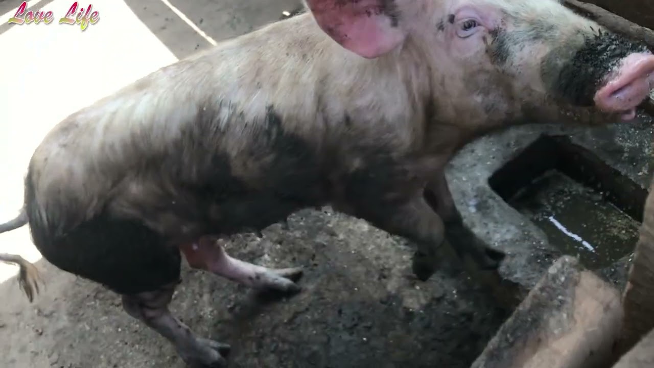 When it's time for food, pigs don't joke - Part 2 || Pig Farming in Uganda