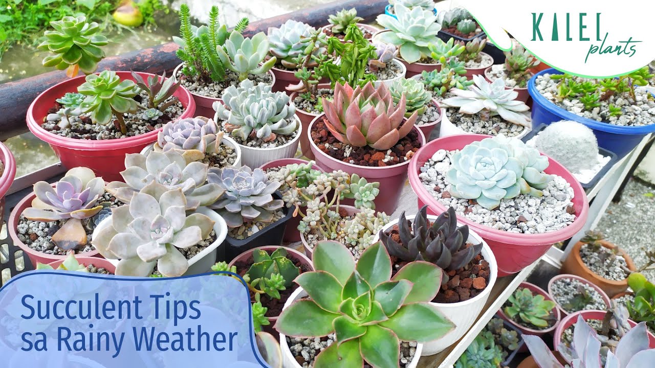 No Worries sa Garden pag Tag-Ulan - 5 Tips Para sa Succulents