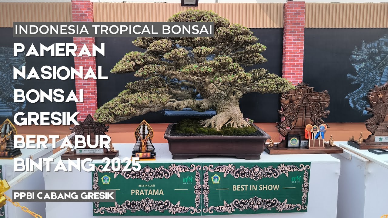 Pameran Bonsai Nasional Gresik Bertabur Bintang 2025 | Gresik National Bonsai Exhibition 2025
