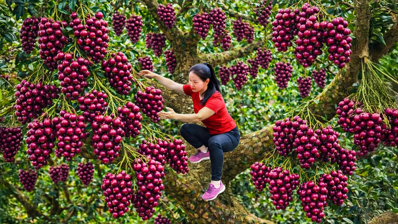 Climbing Tall Trees to Harvest Wild Robusta fruit,Selling at the Rural Market|Simple Rural Girl Life