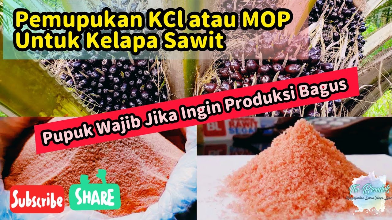 Pemupukan KCl atau MOP Kelapa Sawit