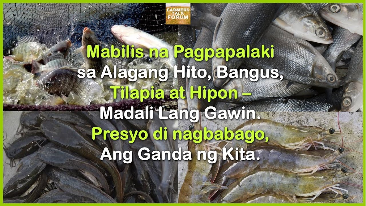 Mabilis na pagpapalaki sa Hito, Bangus, Tilapia at Hipon. Presyo di nagbabago, ang ganda ng kita!