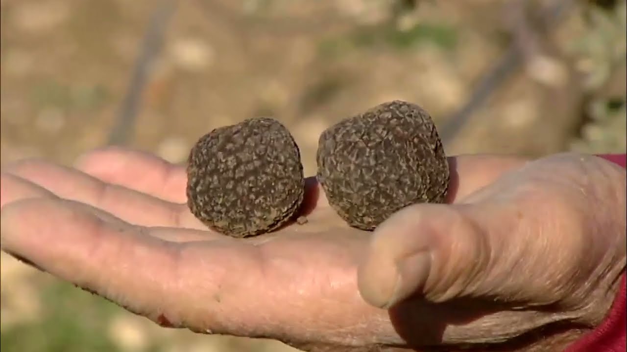 Trufa negra de Torres, en la provincia de Jaén