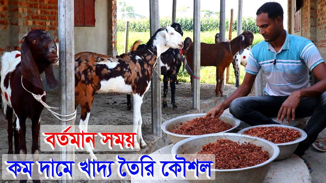 বর্তমান সময়ে কম খরচে ছাগলের খাবার তৈরির কৌশল | প্রচন্ড গরমে ছাগল কে কি খাওয়াবেন | ছাগলের খাদ্য তৈরী