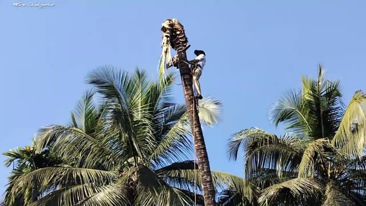 #Coconuttree