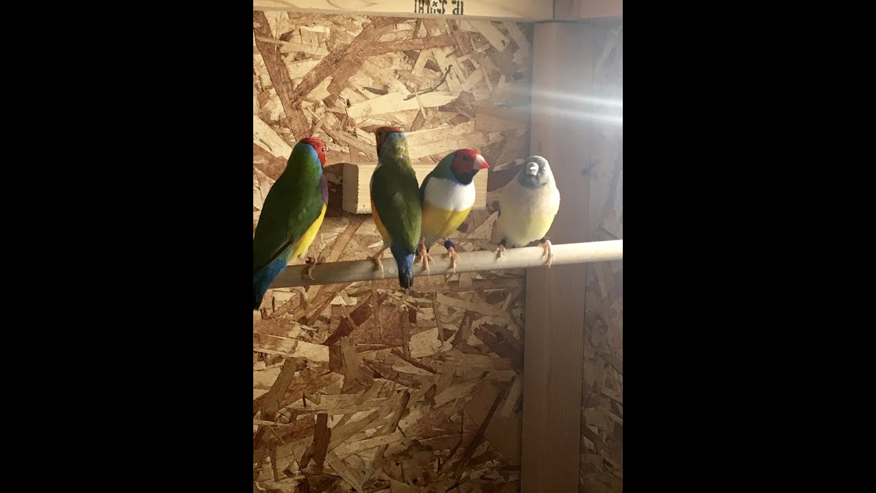 Lady Gouldian Finch How to Breed 101