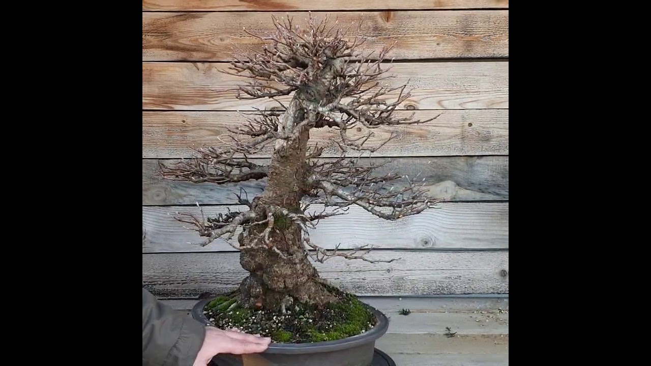 Alnus Glutinosa - Amieiro