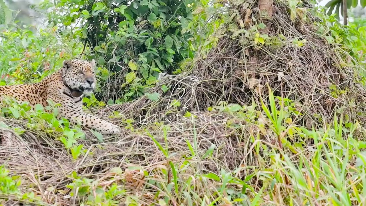 Ousado: A Symbol of Resilience on Jaguar Day