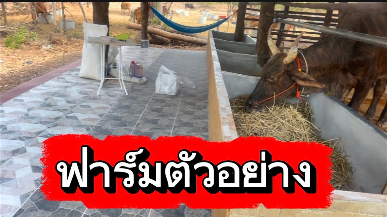ลุงวิมลส่งหัวอาหารวัว บ.โคกสว่าง อ.เมือง จ.สกลนคร #คนเลี้ยงวัว 